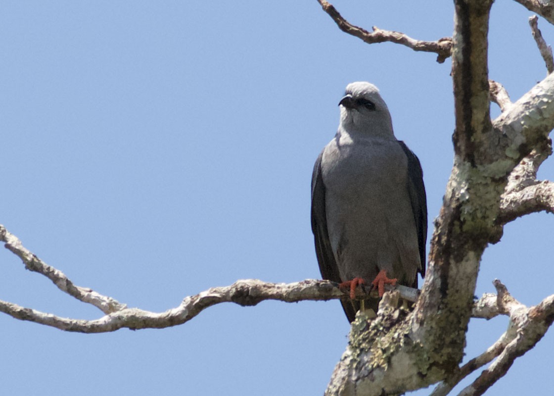 Plumbeous Kite - Diane Porter