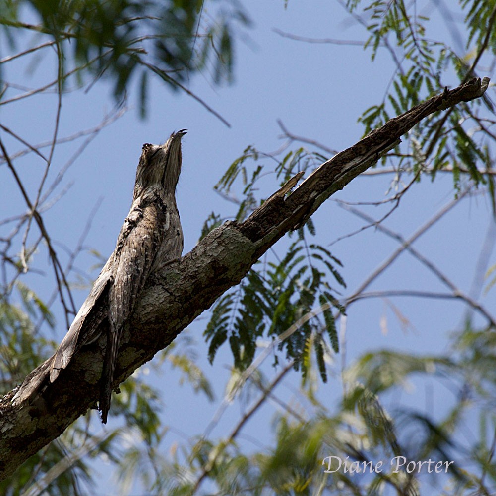 Northern Potoo - ML94969631