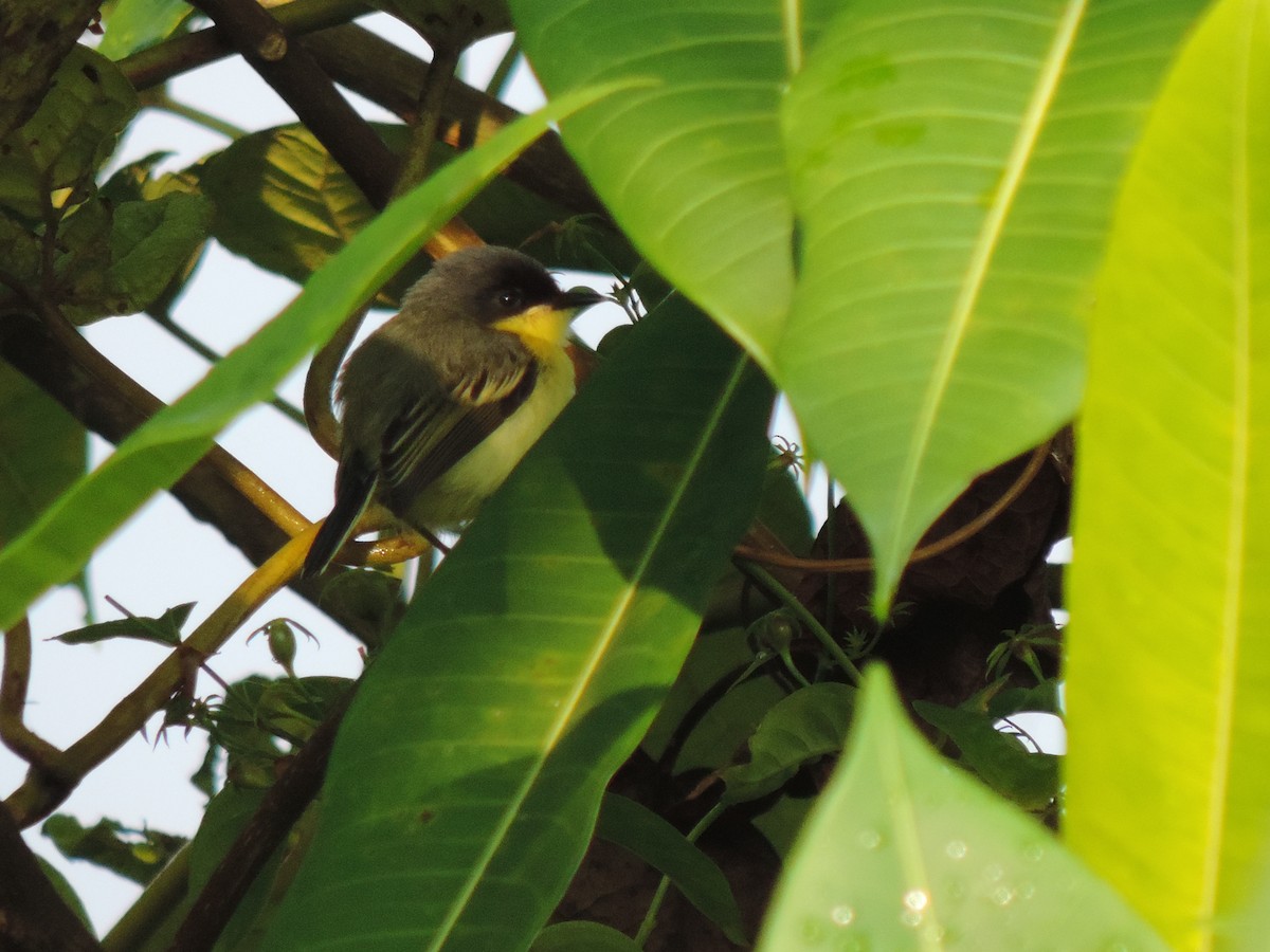 Common Tody-Flycatcher - ML94969641