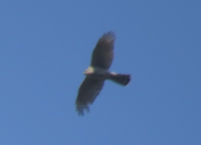 Eurasian Sparrowhawk - ML94970551