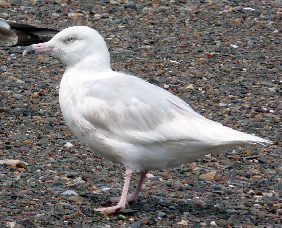 Glaucous Gull - ML94970641