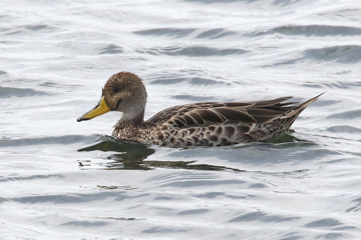 Yellow-billed Pintail - ML94970761