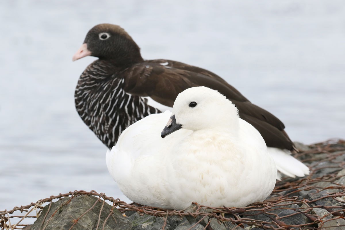 Kelp Goose - ML94971021