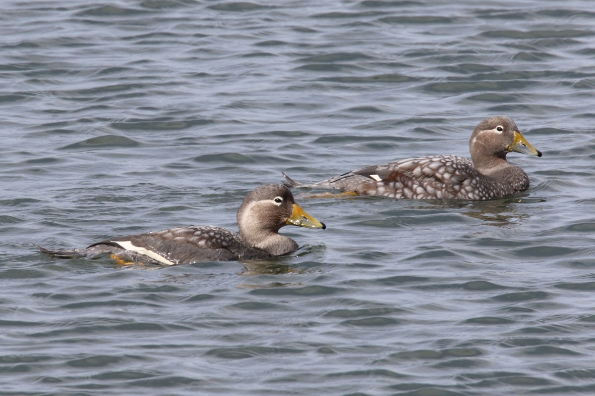 Flying Steamer-Duck - ML94971041