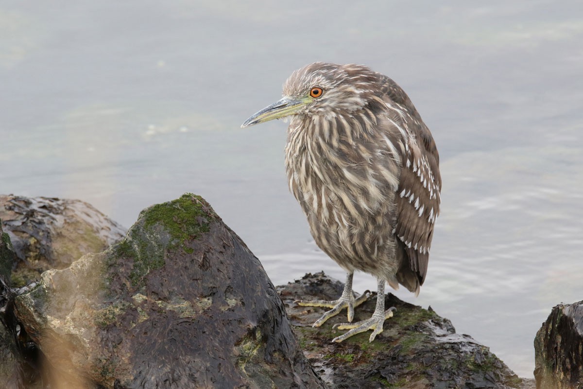 Black-crowned Night Heron - ML94971071