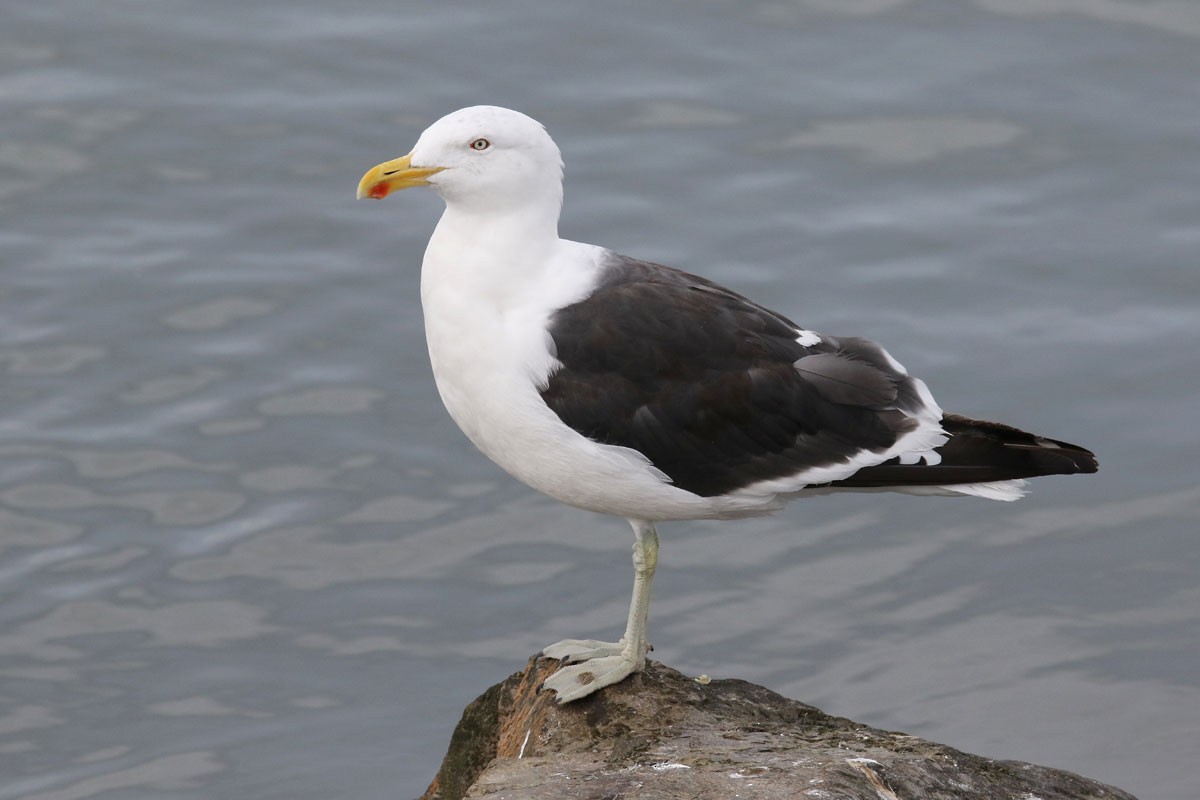 Kelp Gull - ML94971121