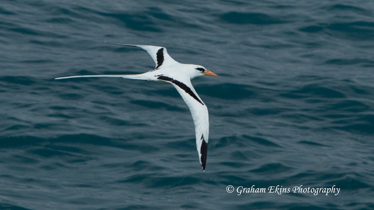 White-tailed Tropicbird - ML94971761