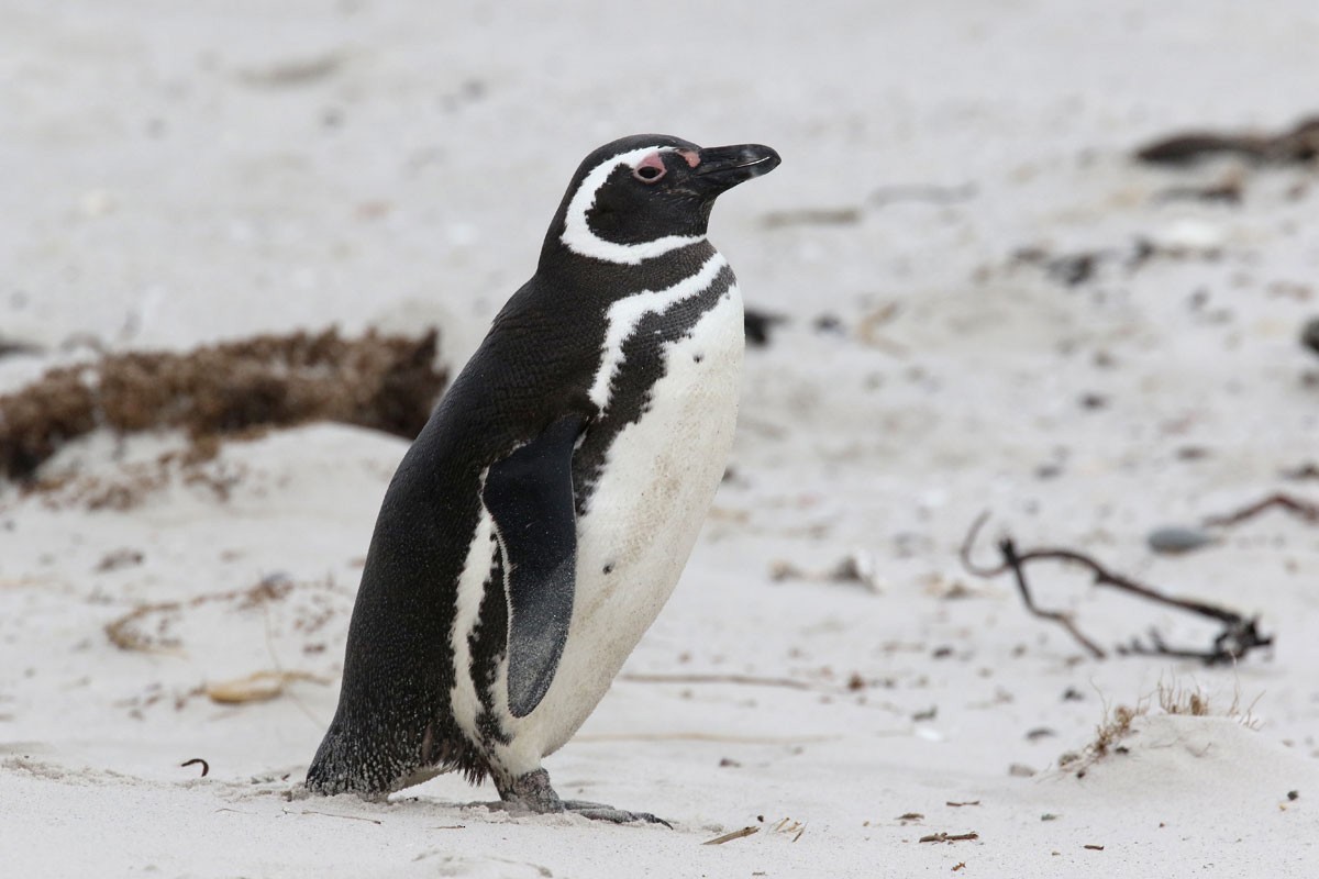 Magellanic Penguin - Noah Strycker