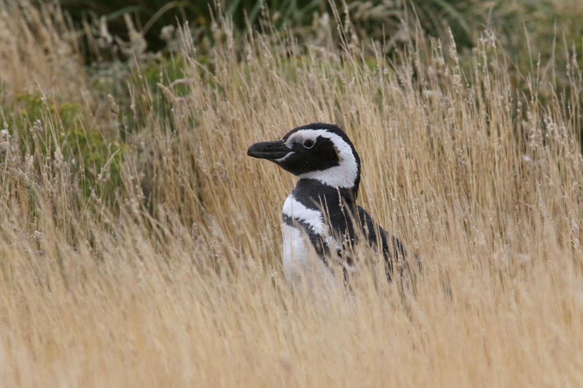 Magellanic Penguin - ML94972201