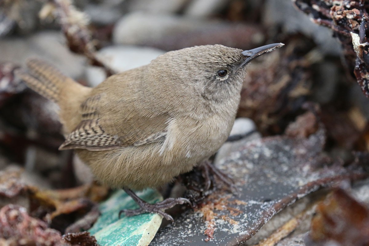 Cobb's Wren - ML94972321