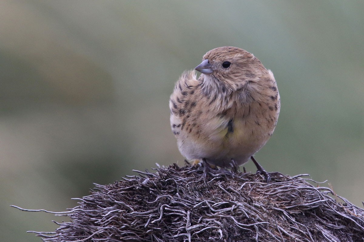 White-bridled Finch - ML94972411