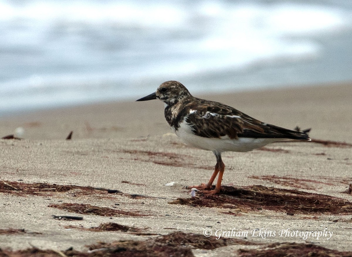 Ruddy Turnstone - ML94972471