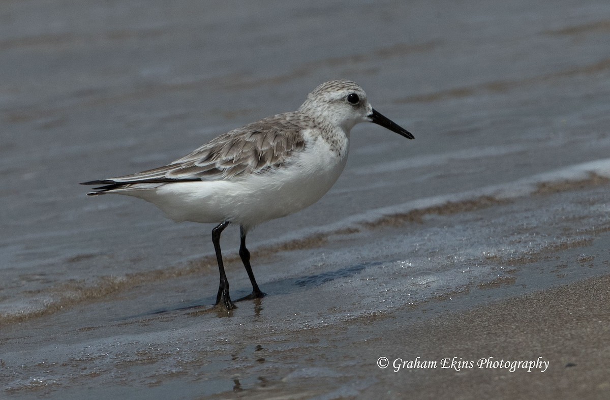 Sanderling - ML94972511