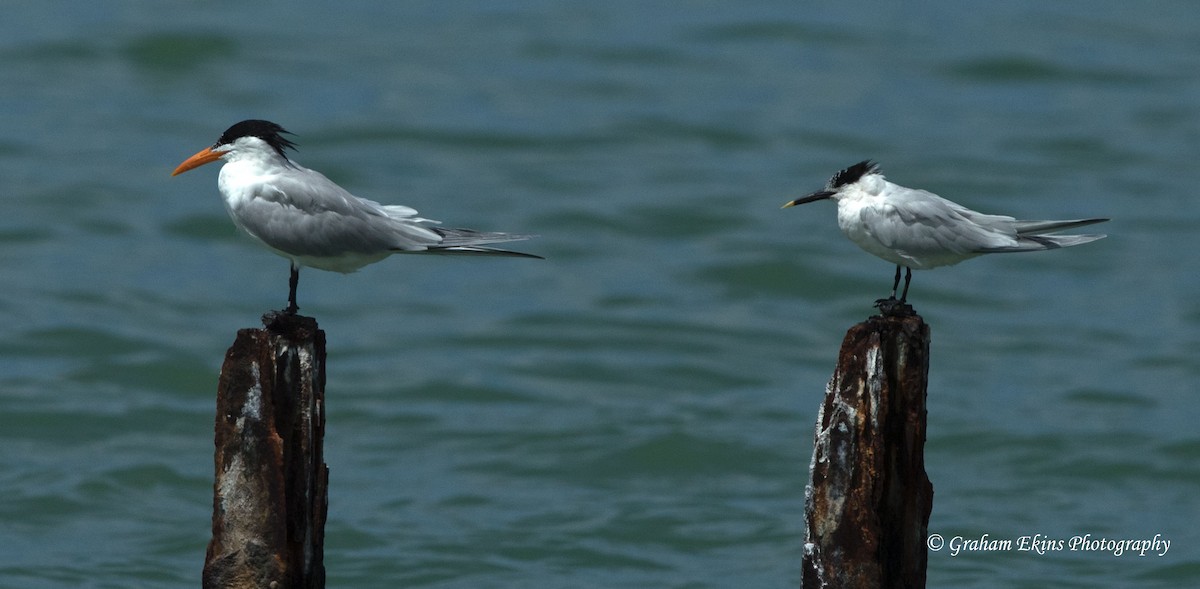 Royal Tern - ML94972611