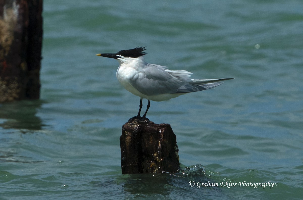 Sandwich Tern - ML94972621