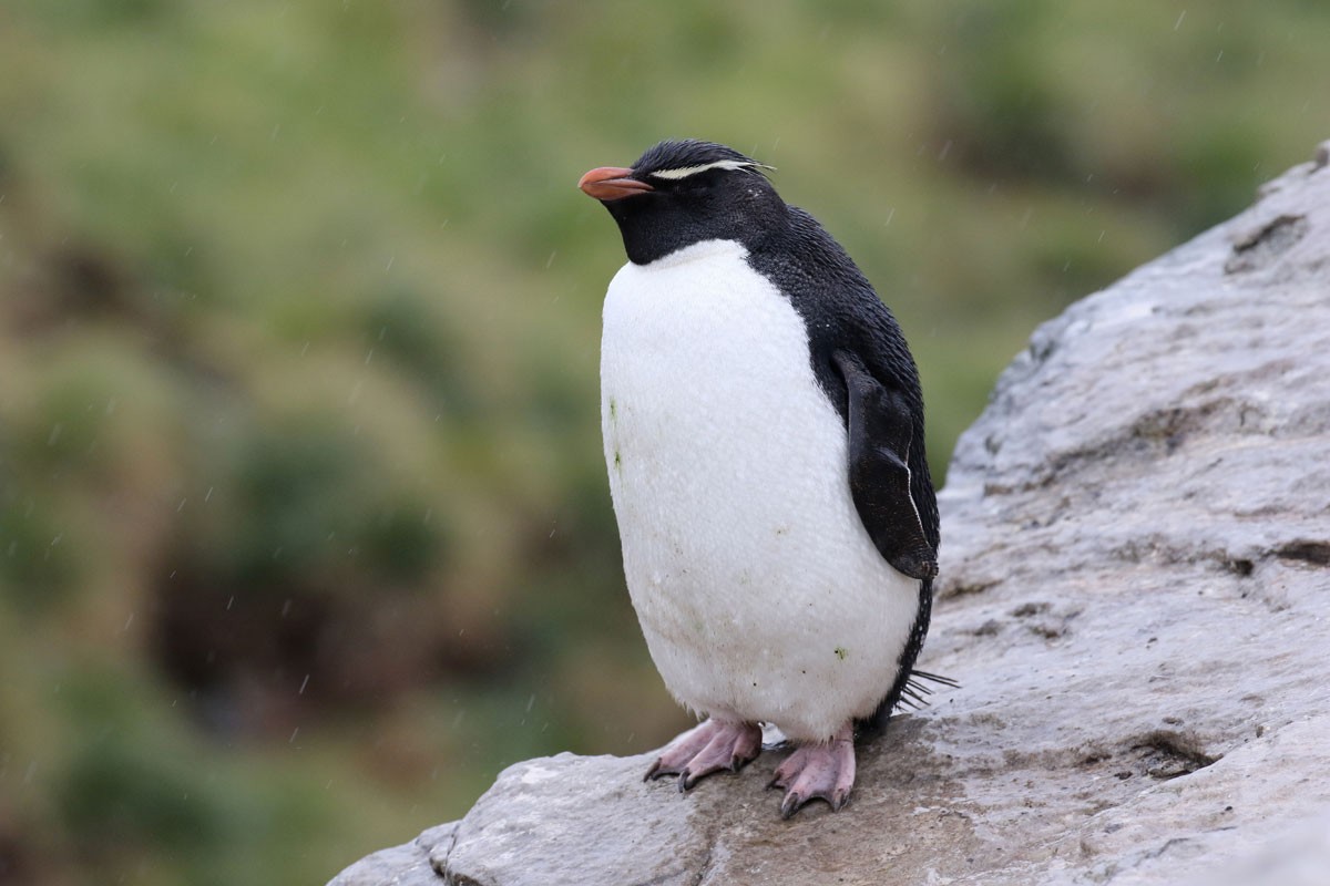 Southern Rockhopper Penguin - ML94972721