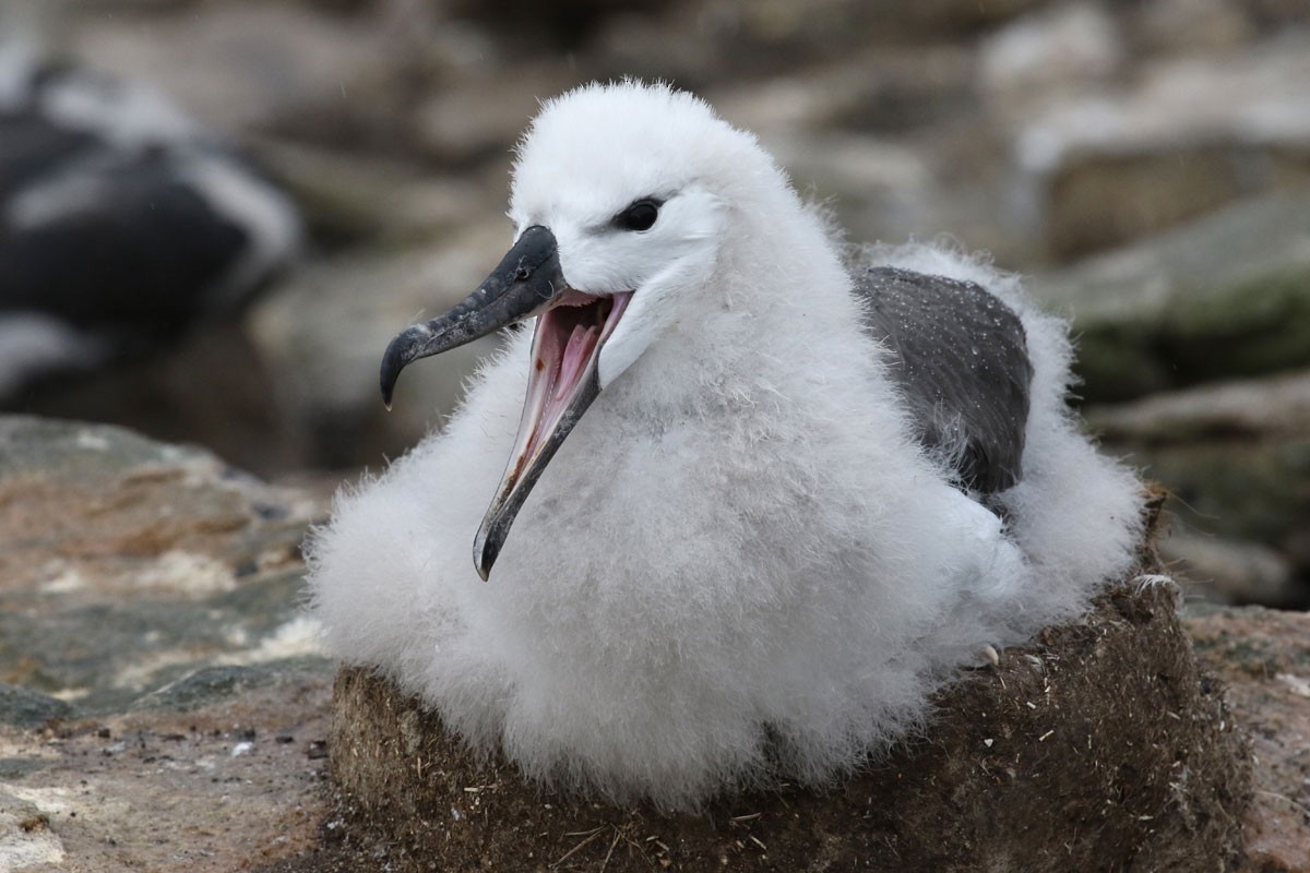 Black-browed Albatross - ML94972821