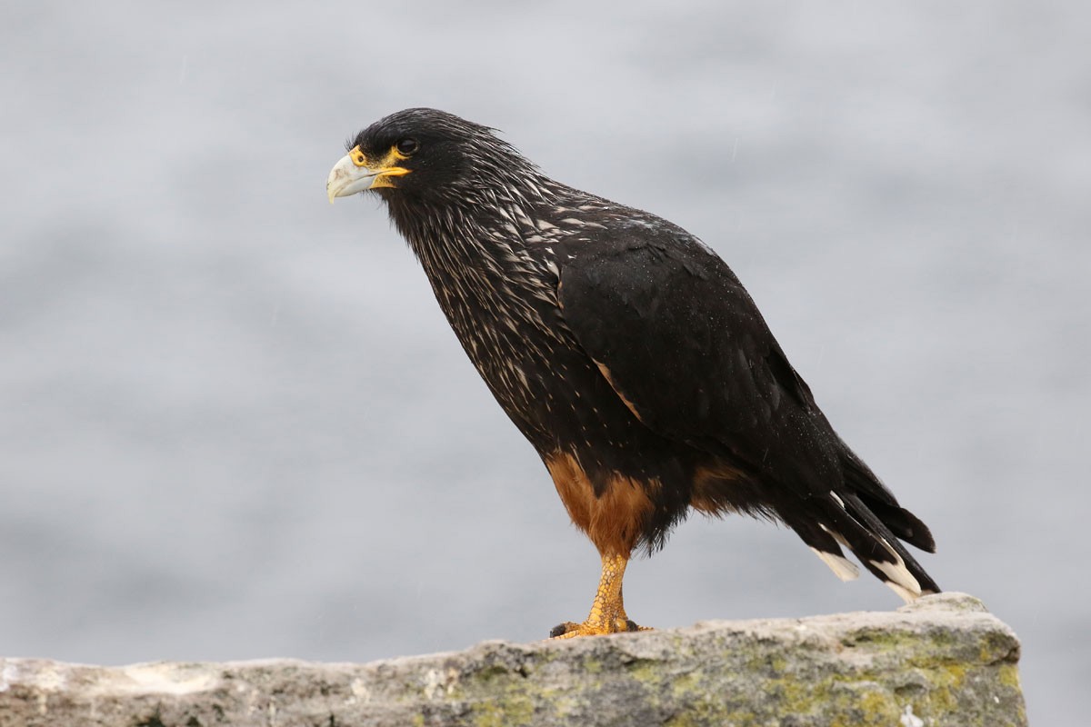 Striated Caracara - Noah Strycker