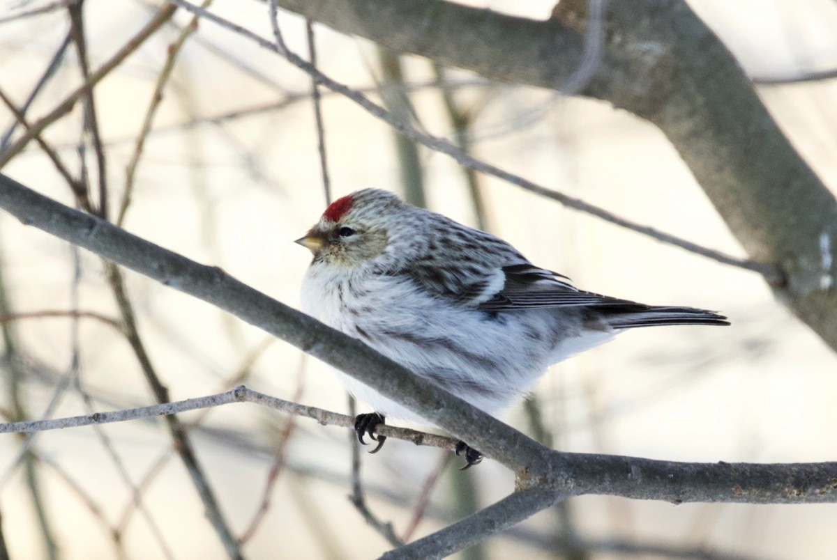 普通朱頂雀(hornemanni/exilipes) - ML94973481