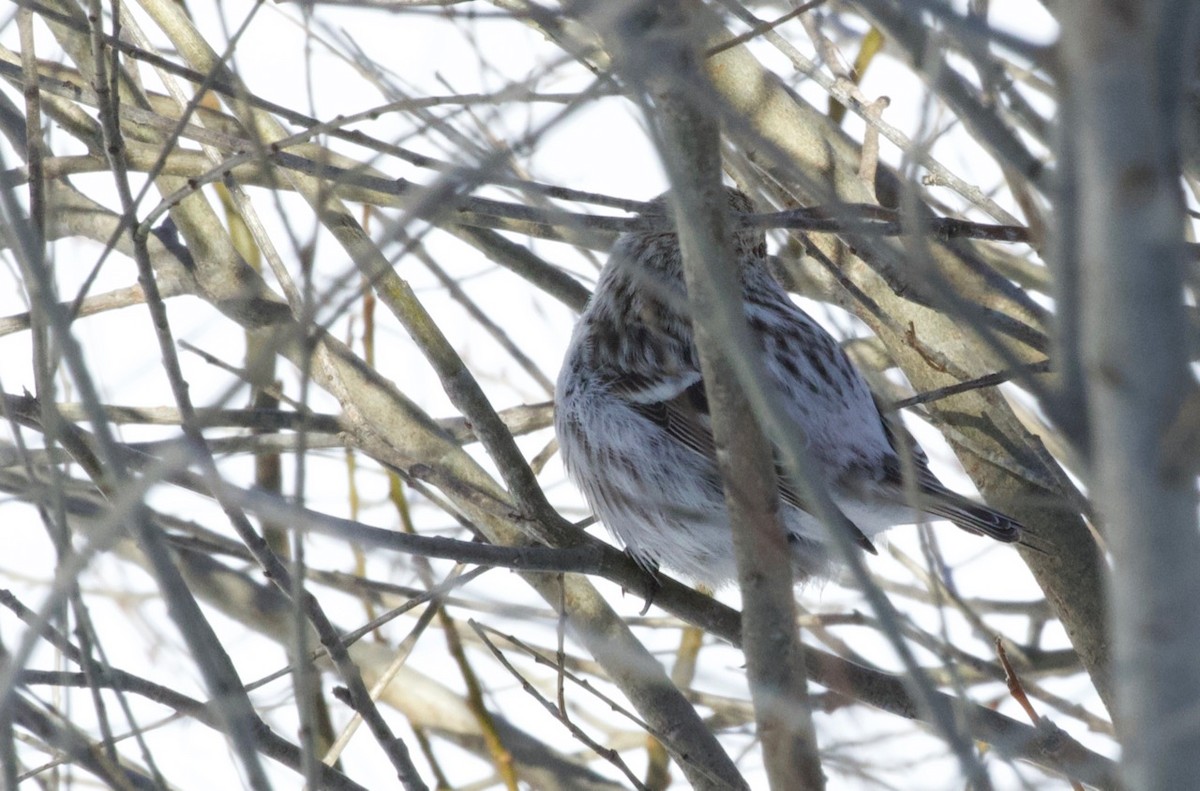 Hoary Redpoll - ML94973501