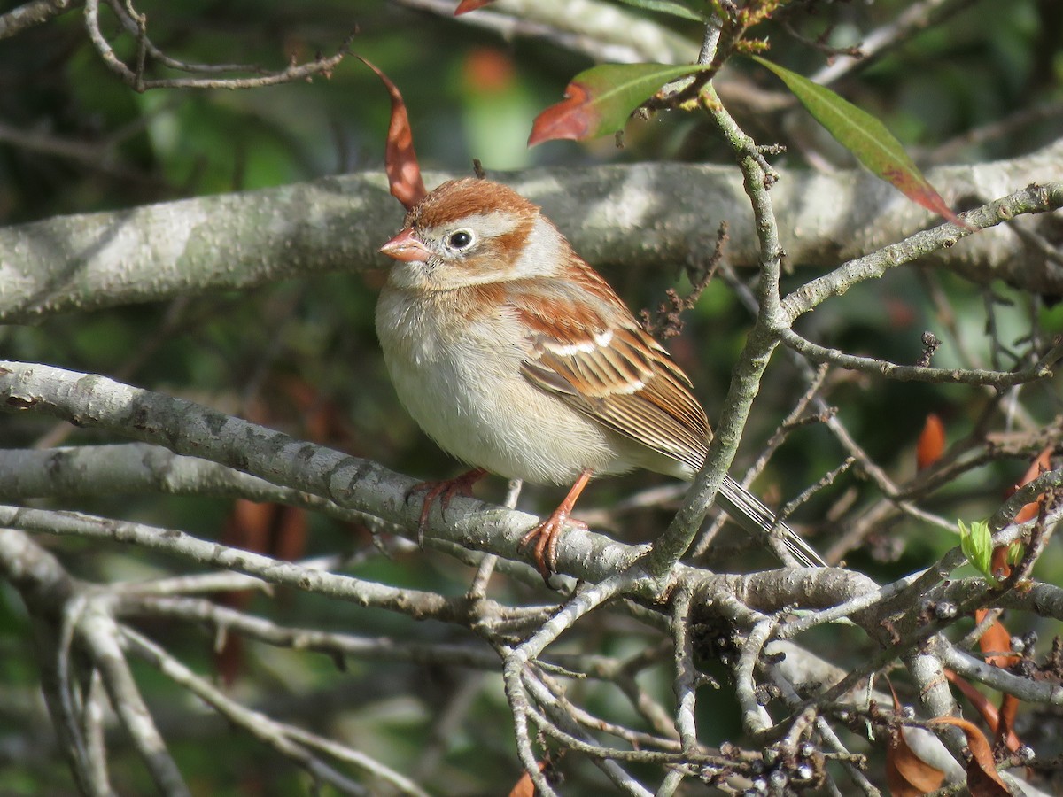 Field Sparrow - ML94973711