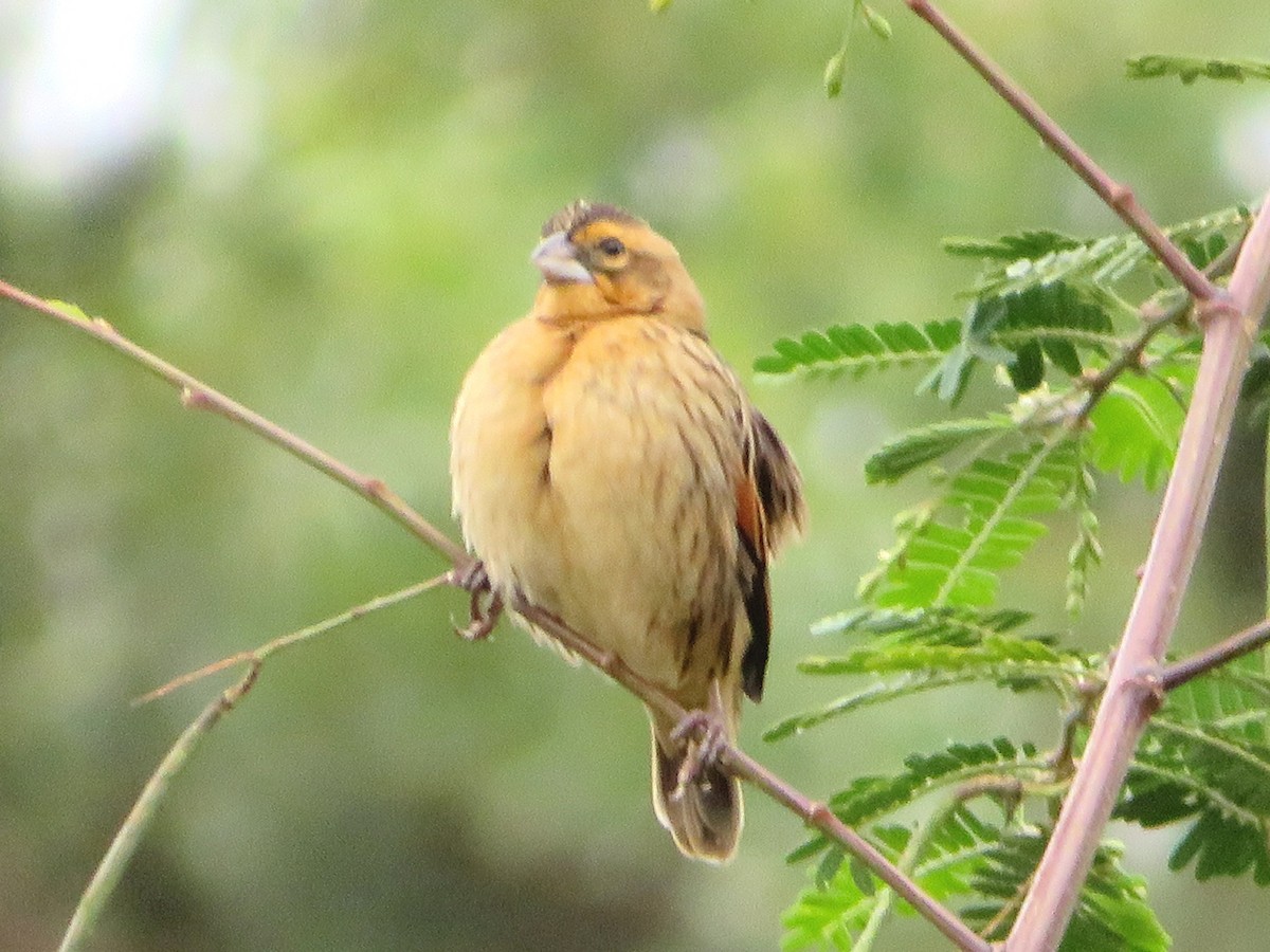 Fan-tailed Widowbird - ML94975131