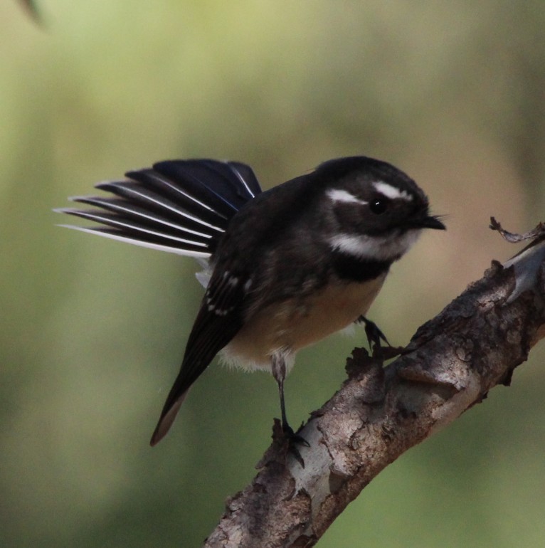 Gray Fantail - Magen Pettit