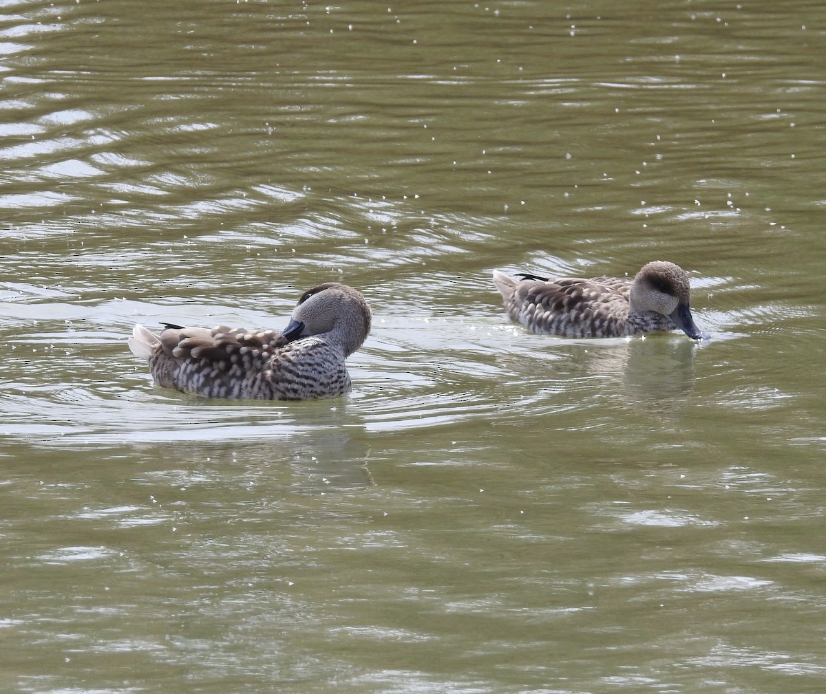 Marbled Duck - Mario Navarro Gomis