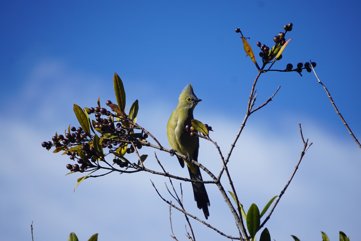 Long-tailed Silky-flycatcher - Jeffrey Roth