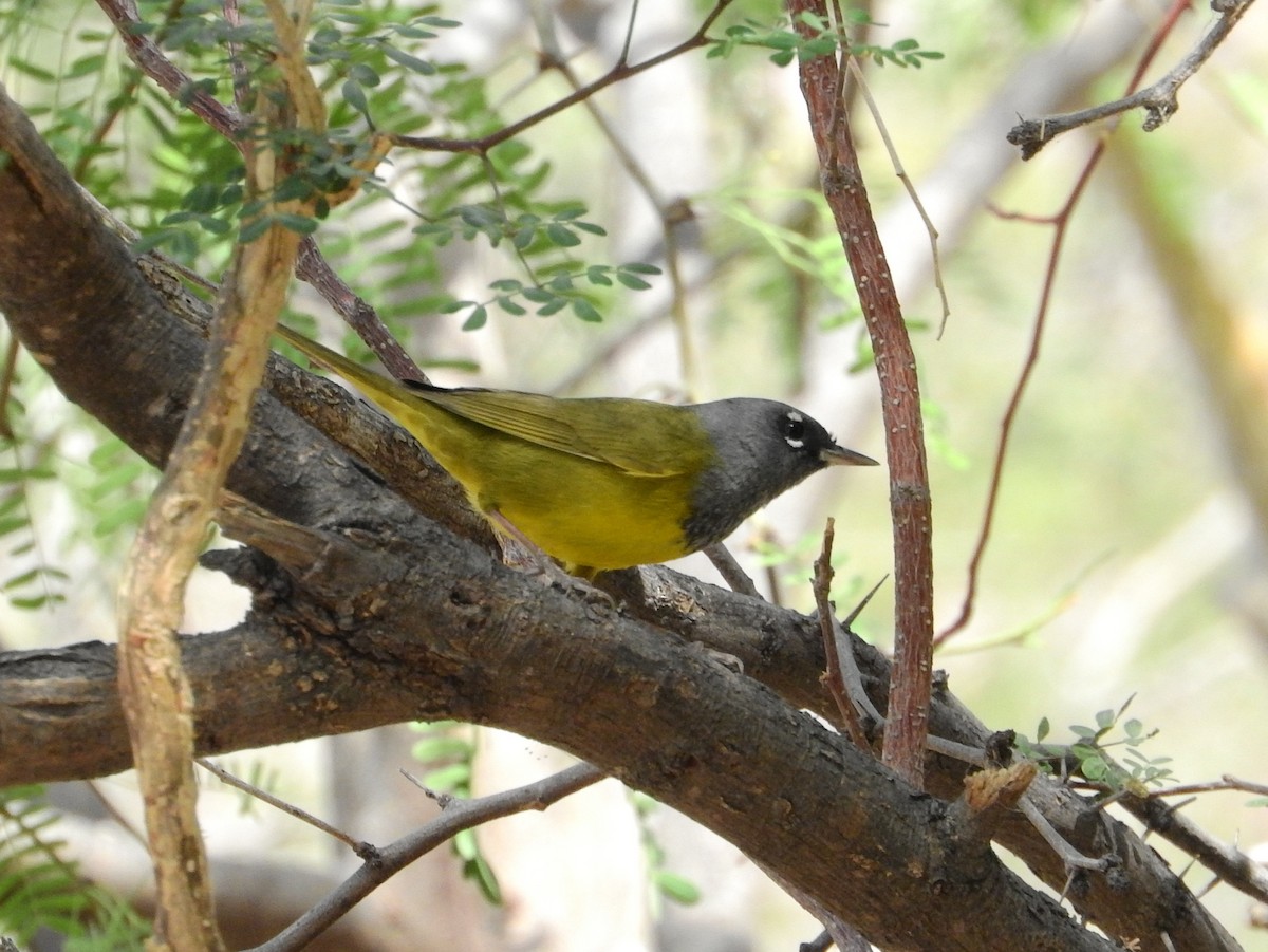 MacGillivray's Warbler - ML94977941