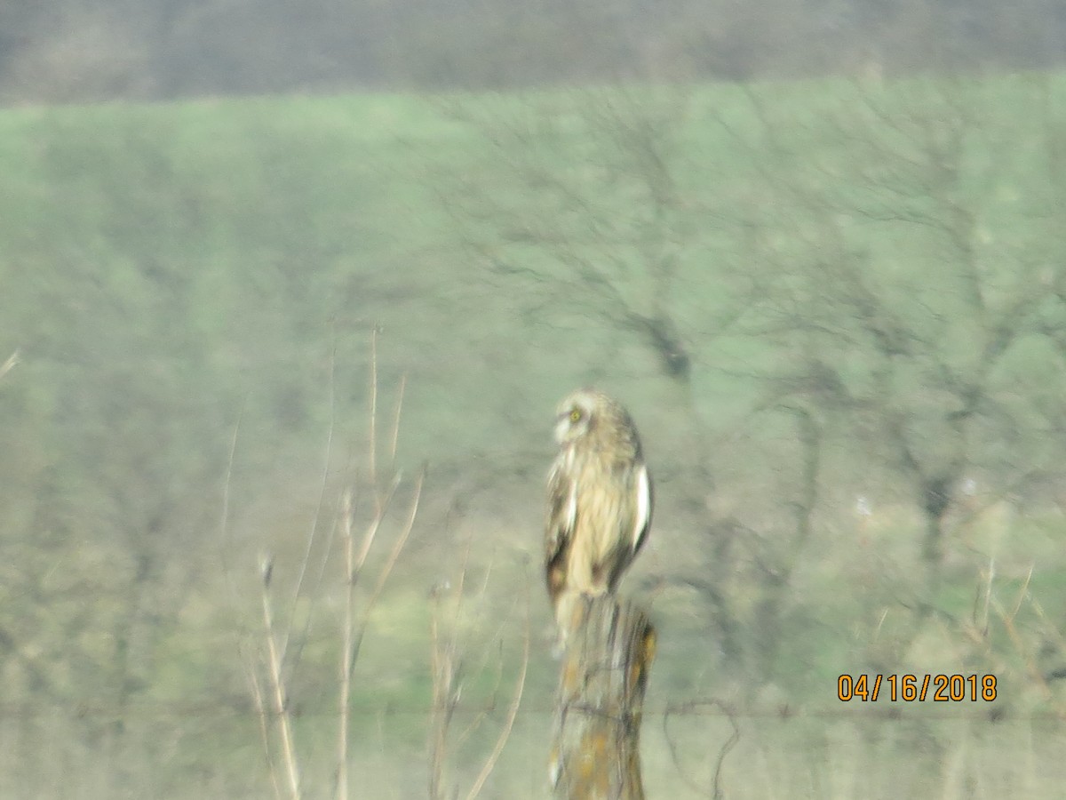 Short-eared Owl (Northern) - ML94978061