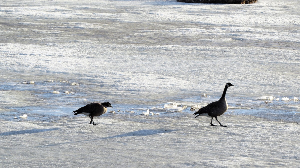 Canada Goose - Lynn Barber