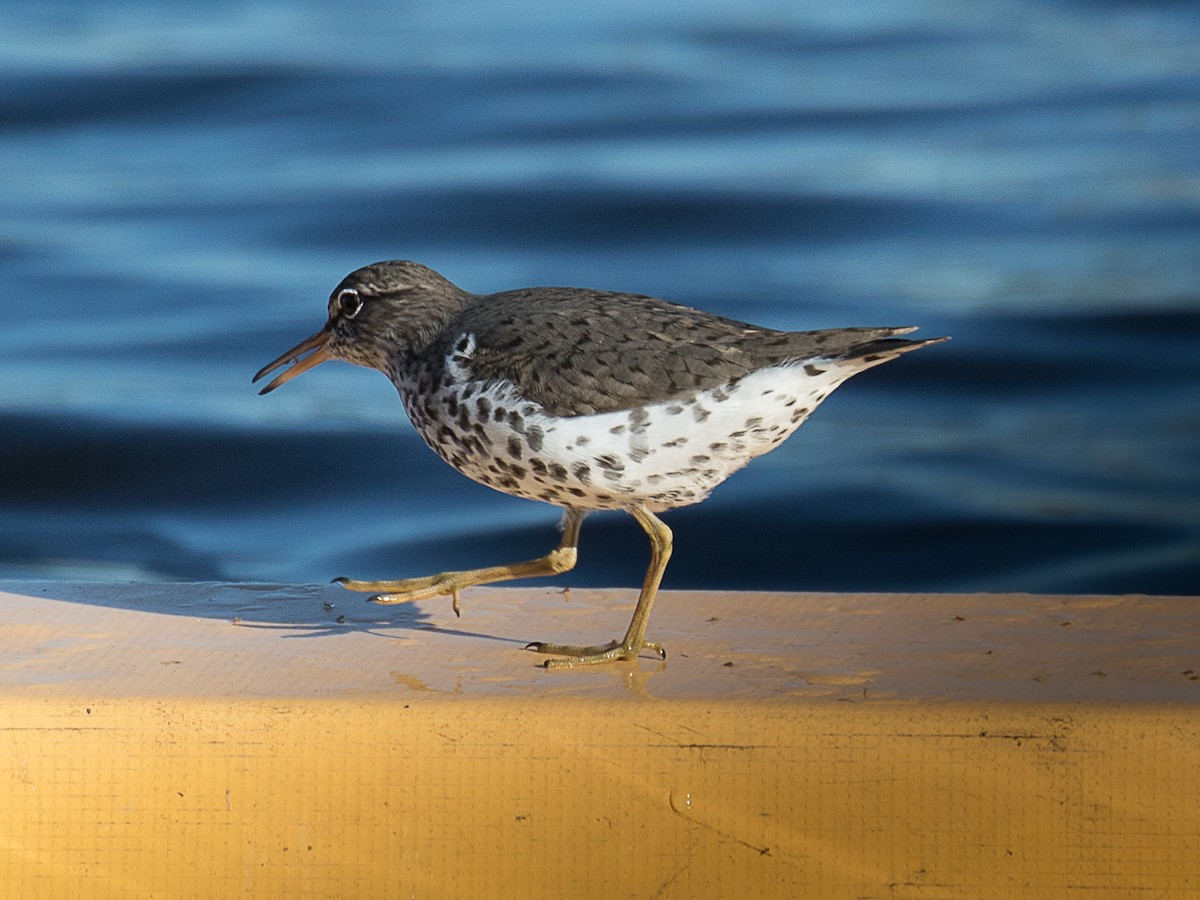 Spotted Sandpiper - ML94979391