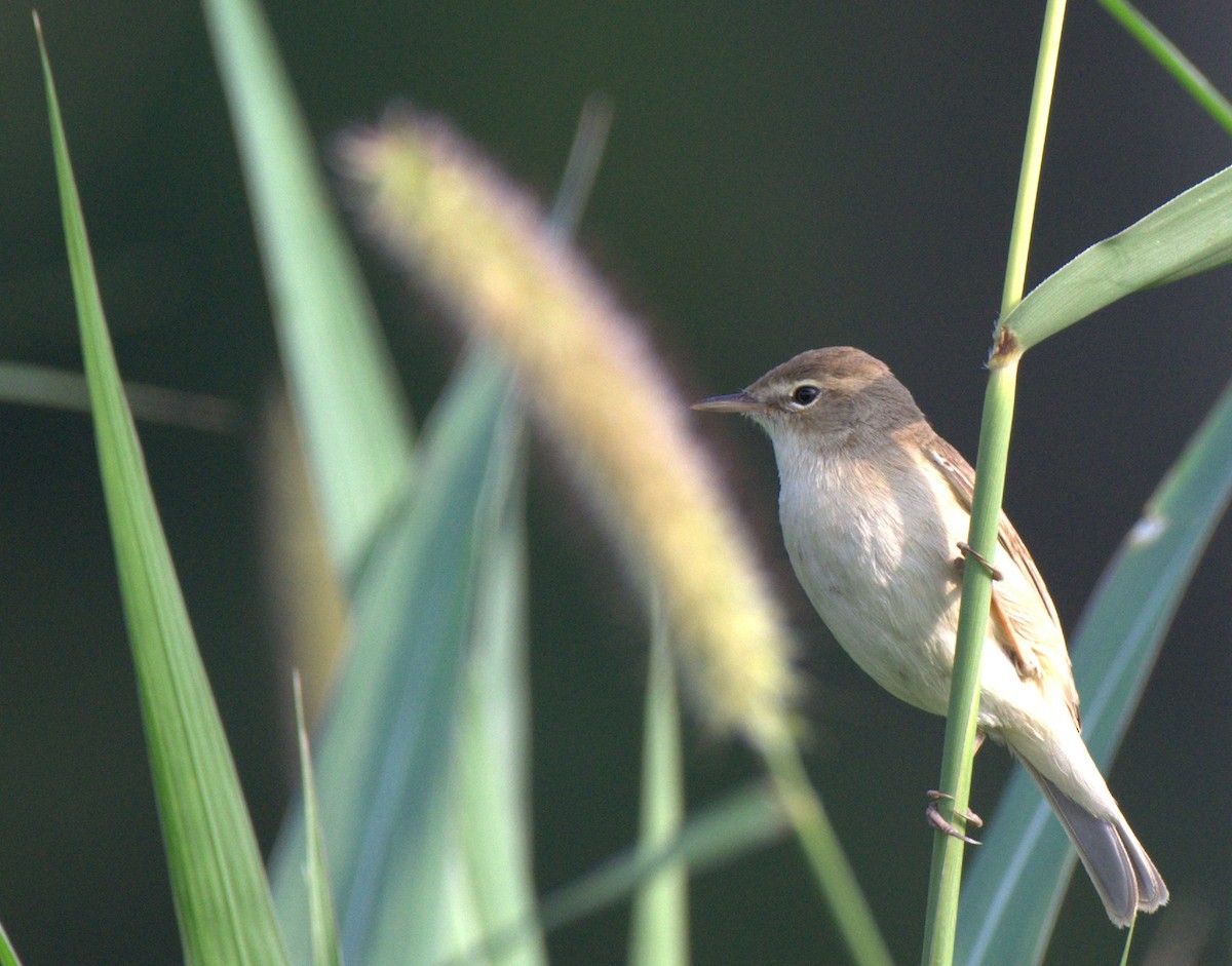 Booted Warbler - Srini Raman