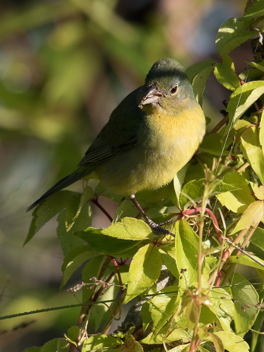 Painted Bunting - ML94979611