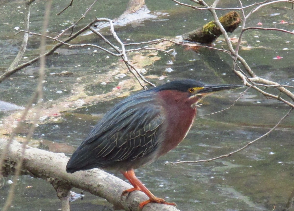 Green Heron - ML94979791