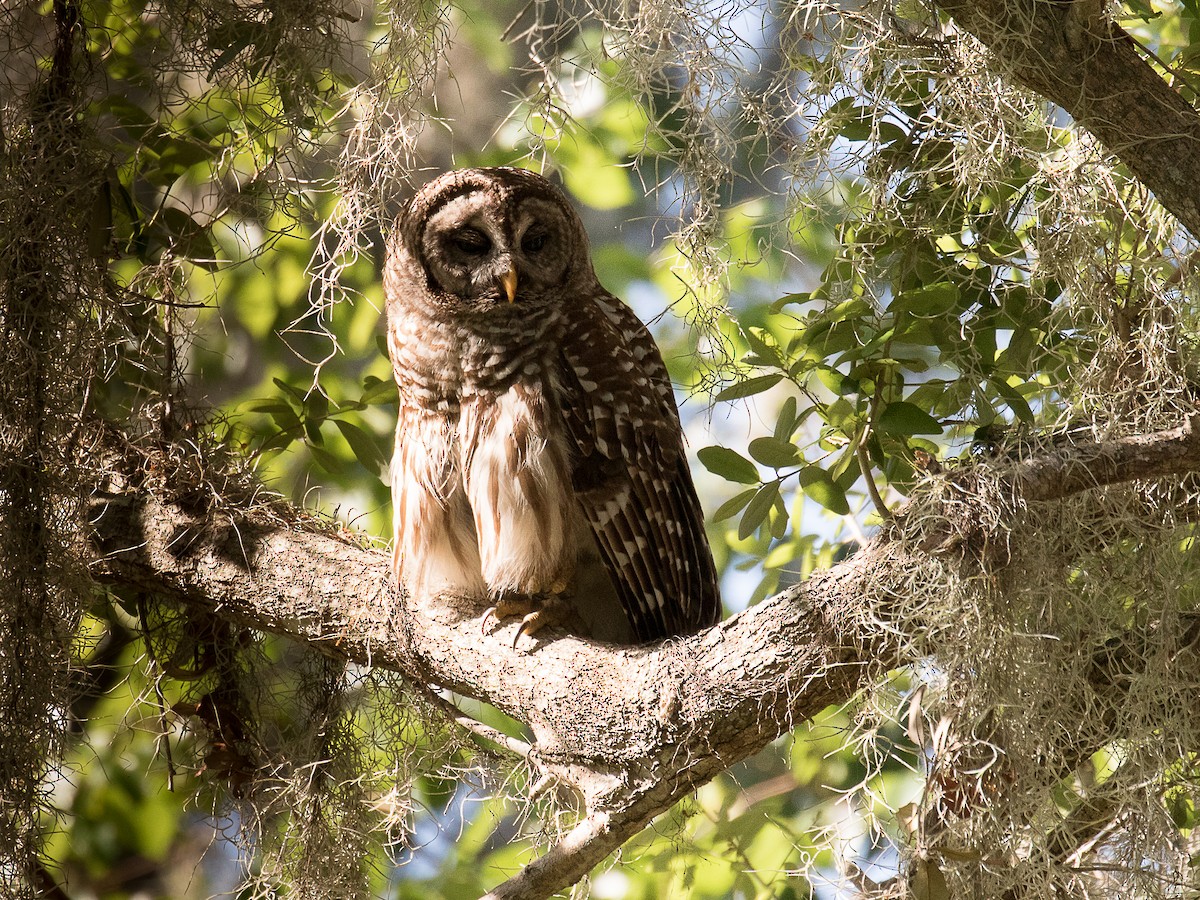 Barred Owl - ML94980991