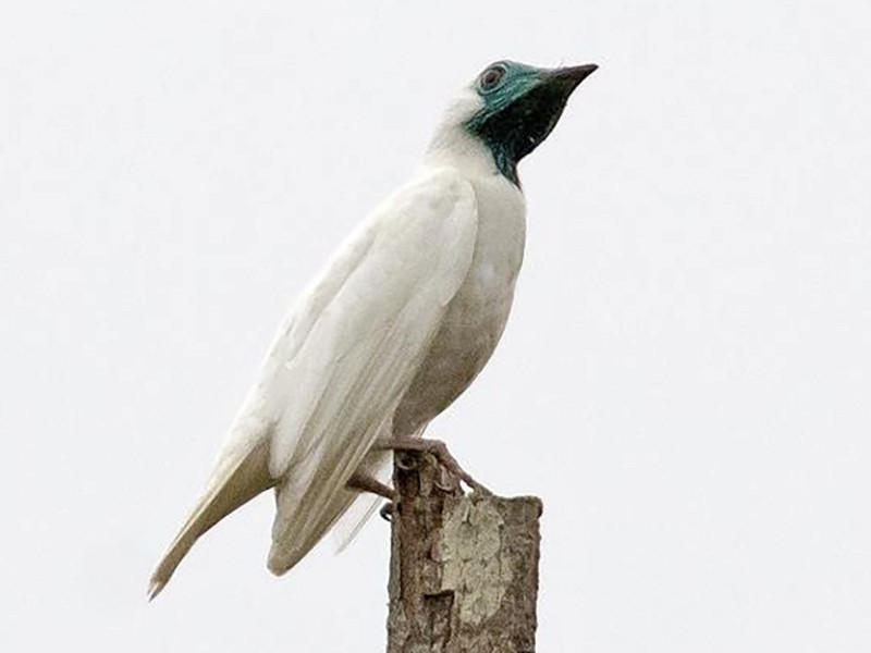 Bare-throated Bellbird - Procnias nudicollis - Birds of the World