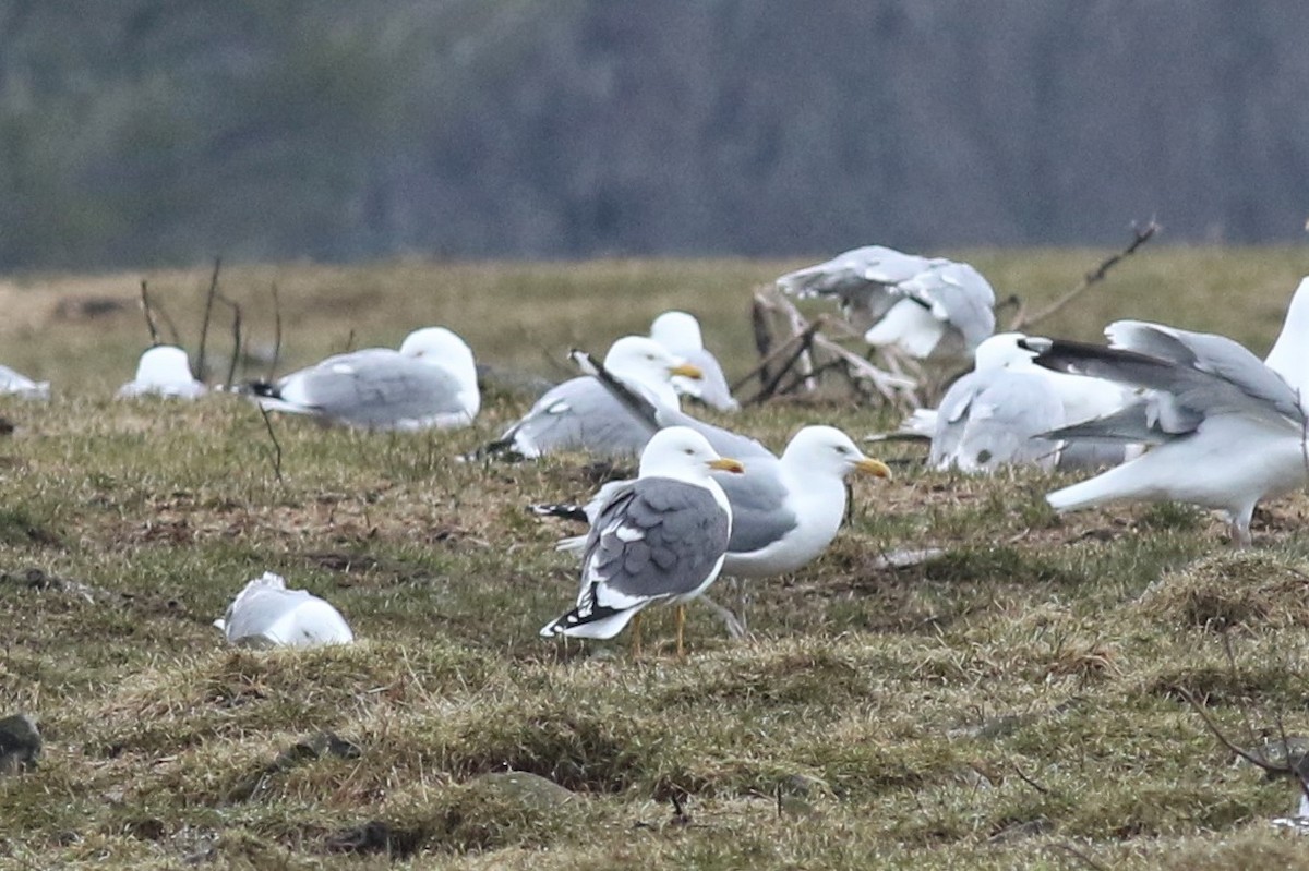 Бэсрэг цахлай - ML94983091