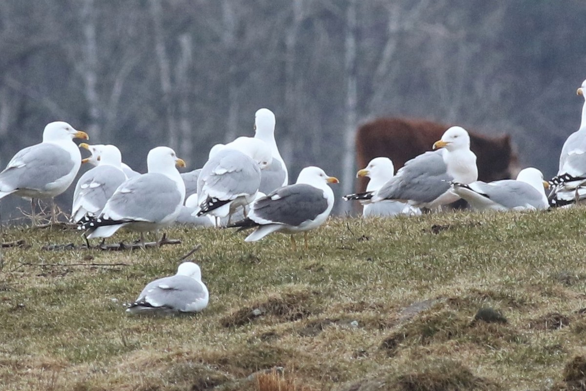 Бэсрэг цахлай - ML94983101