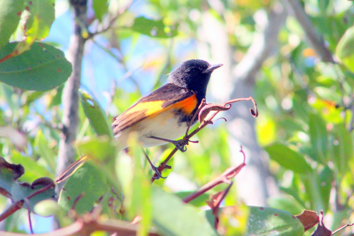 American Redstart - ML94983281