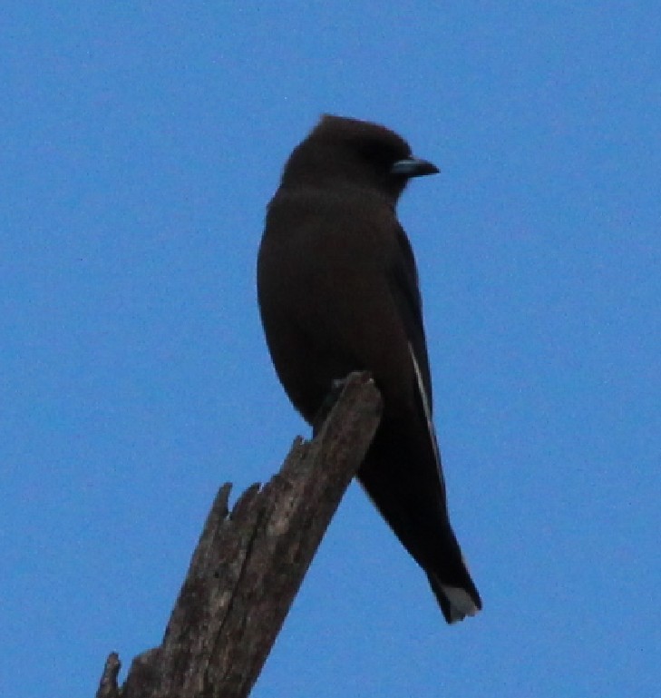 Dusky Woodswallow - ML94983291