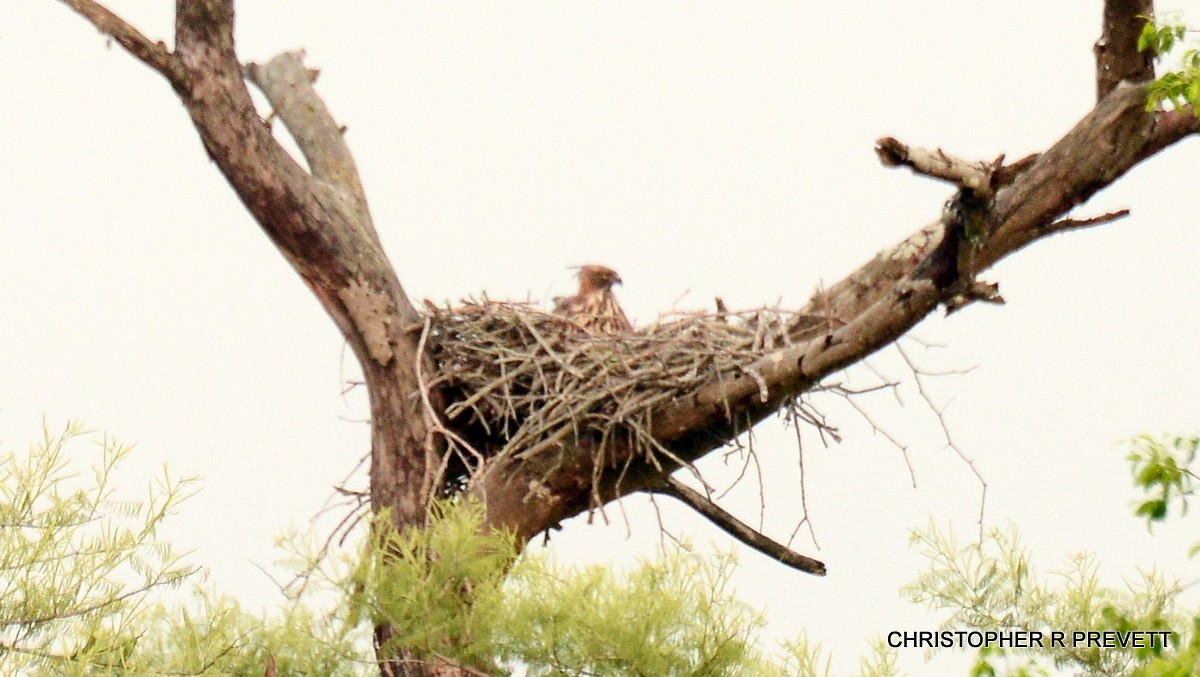 Changeable Hawk-Eagle (Crested) - ML94983771