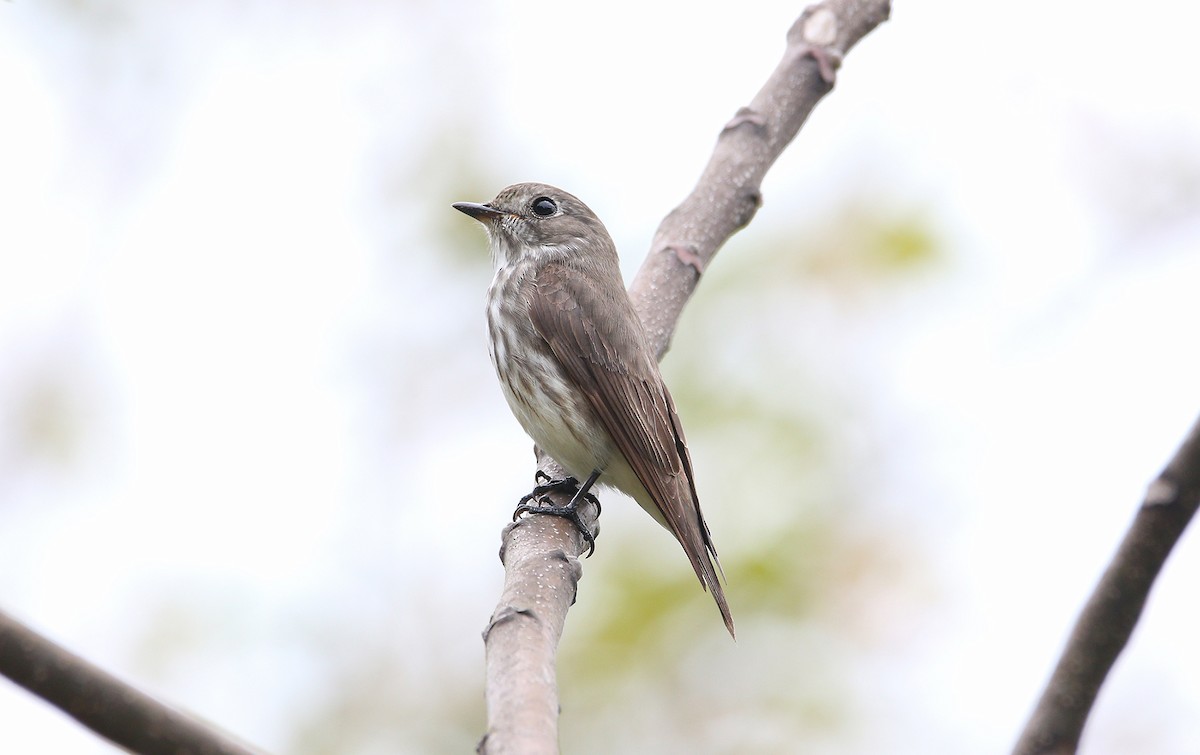 Gray-streaked Flycatcher - Roman Lo