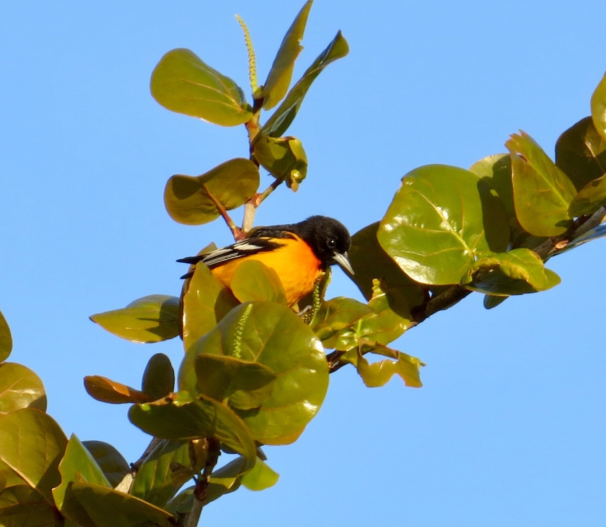 Baltimore Oriole - Yve Morrell