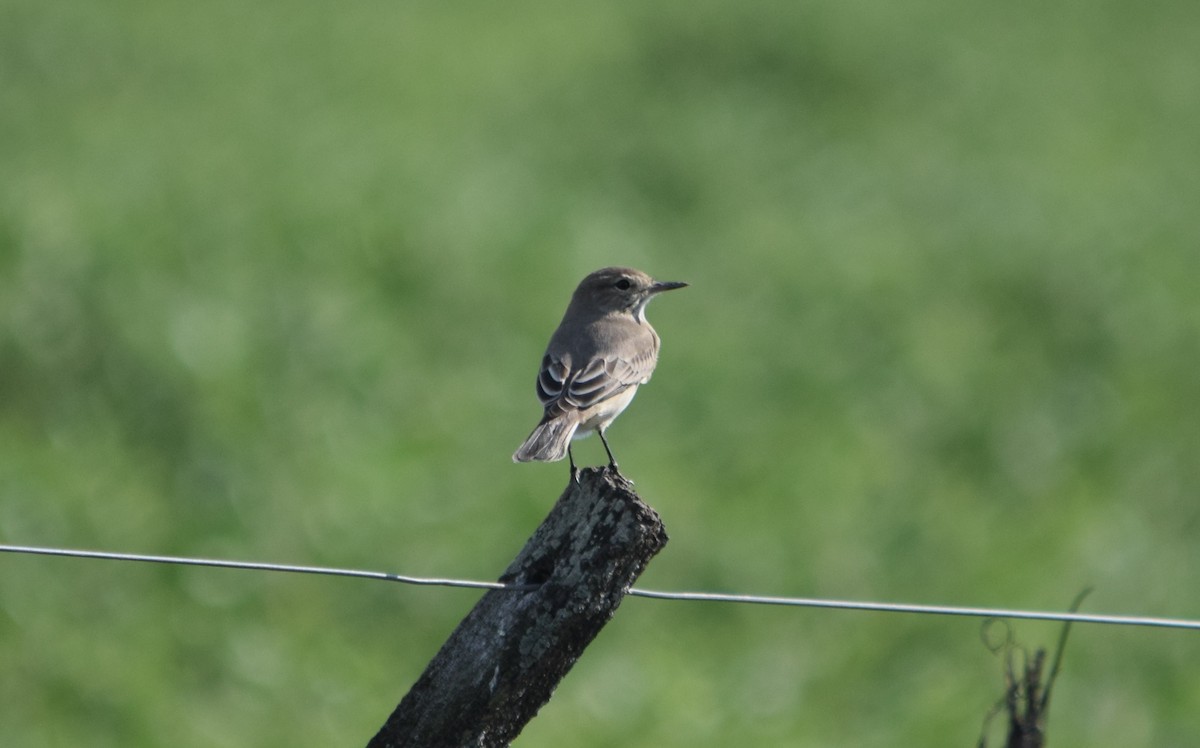 Lesser Shrike-Tyrant - ML94985181