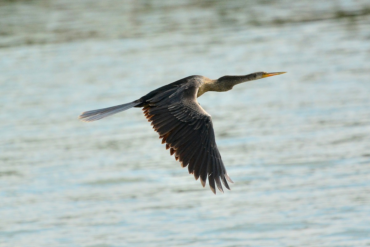 Anhinga - Gary Davidson