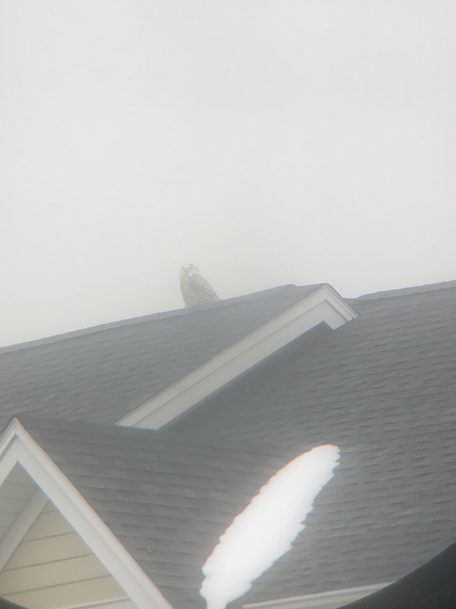 Snowy Owl - WVPD AmeriCorps