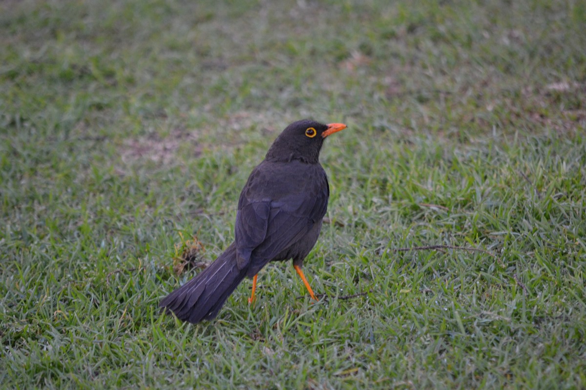 Great Thrush - Mike Cowlard