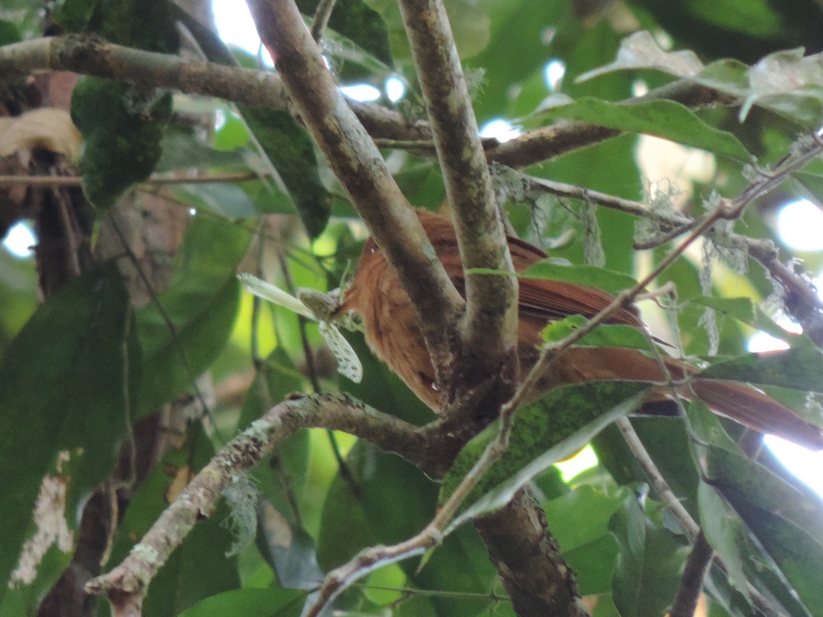 Rufous Piha - ML94988981